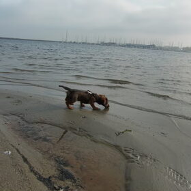 Hondenfoto van Jenny&Bonny