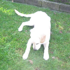 In de tuin 9-2 2011