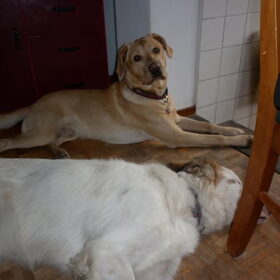 Hondenfoto van Sam,Saltarin,Muis,Zara,Terra+en Paco 