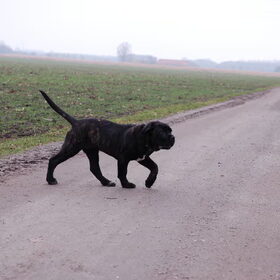Hondenfoto van Sumu