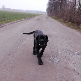 Hondenfoto van Sumu