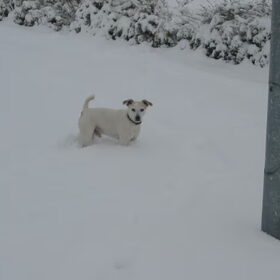 Bobby in de sneeuw