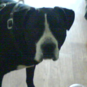Hondenfoto van Lady,,,Melissa,,,Rocco