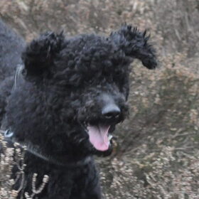 pumi oortjes