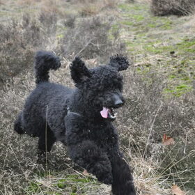 Hondenfoto van Mirjam en Curly Koda 