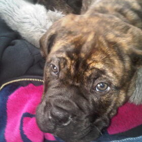 Knapperd!