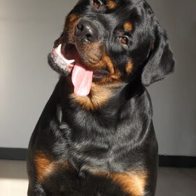 Hondenfoto van Hannie met Beer en Chelsea