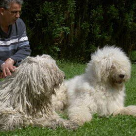 Na een uurtje uitbundig spelen in de tuin, zijn de komondors moe
