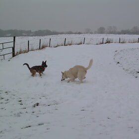 spelen met haar vriendin een witte herder van 9 jaar