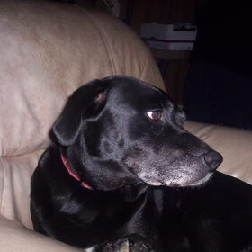 duke