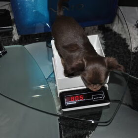 Onze Kleine Faye toen ze net bij ons was 805 gram