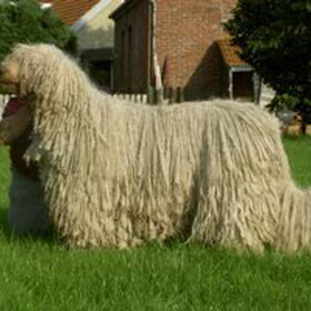 Op deze foto van Fontos, het teefje kun je de dreads van de…
