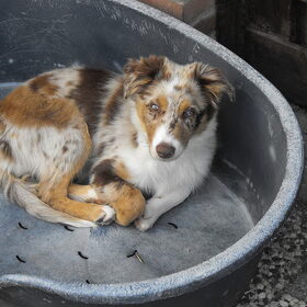 Hondenfoto van koekjeerbij