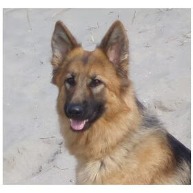 Deze duitse herder komt uit het dieren-tehuis in Den Bosch…