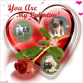 Hondenfoto van liesbeth,Turbo,Luna, Levi en Faith