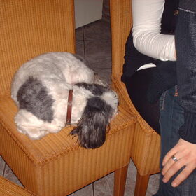 Hondenfoto van liesbeth,Turbo,Luna, Levi en Faith