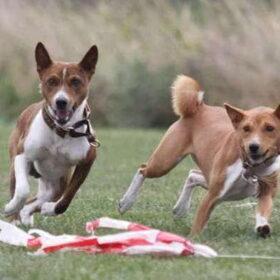 Yebo en Yana aan het coursen op de basenji Club. Normaal is het…