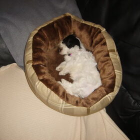 Dit is onze lara,Zij is geboren op 01-10-2010.Wat een verijking…