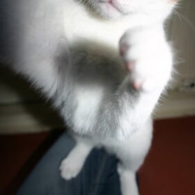 kitten Simson,die de camera aanvalt, geboren op 6 november en…