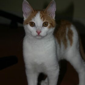 kitten Simson, geboren op 6 november en sinds 1ste kerstdag van…