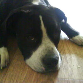 Hondenfoto van Lady,,,Melissa,,,Rocco