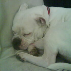 Hondenfoto van Lady,,,Melissa,,,Rocco