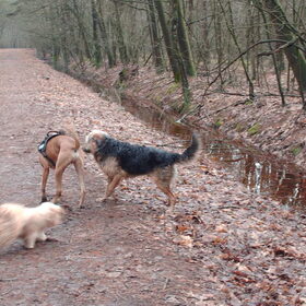samen met Scooby (de hond van mijn broer) in het bos.