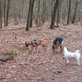 Hondenfoto van liesbeth,Turbo,Luna, Levi en Faith