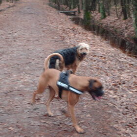 Hondenfoto van liesbeth,Turbo,Luna, Levi en Faith
