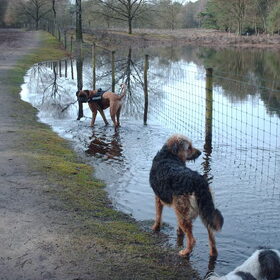 Hondenfoto van liesbeth,Turbo,Luna, Levi en Faith