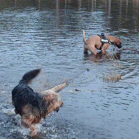 Hondenfoto van liesbeth,Turbo,Luna, Levi en Faith