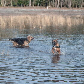 Hondenfoto van liesbeth,Turbo,Luna, Levi en Faith
