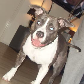 onze knapperd