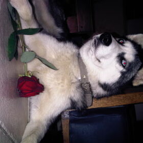 Valentines day