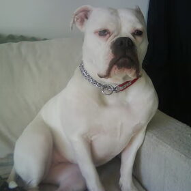 Hondenfoto van Lady,,,Melissa,,,Rocco