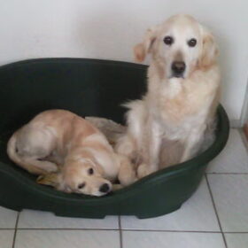 weer met Chica in de mand