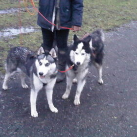trainen bij ilse