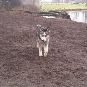 wandelen in groenendael
