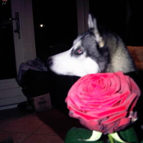 happy valentines