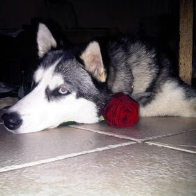 valentines day