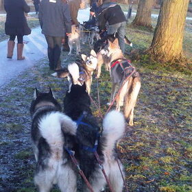 Hondenfoto van Shamilla & Zena