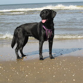 Shine op het strand