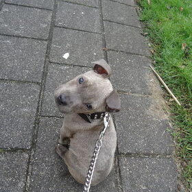 Hondenfoto van cynnie
