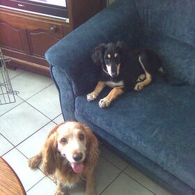 Onze Spikey met de saluki pup Jibran