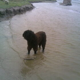 50 kilo bouvier