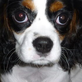 Puppy oogjes