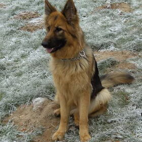 Kijken naar de andere honden,een eind verder. [Hertha]