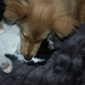 kissie kissie