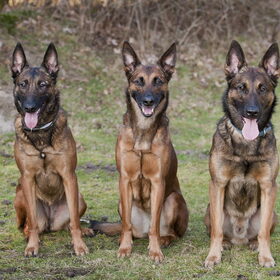 Hondenfoto van De Mecheltjes clan