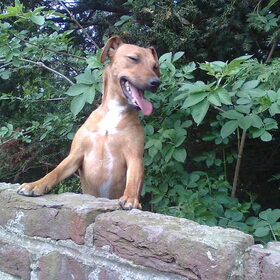 "Milke" Buurhondje van Kylie